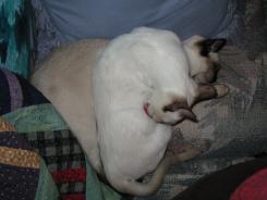 more kittens